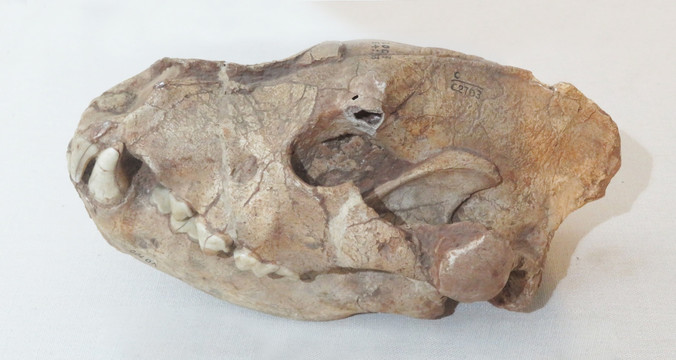 中国鬣狗化石