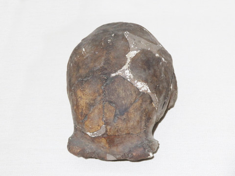北京人女性头骨化石