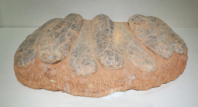 西峡巨型长形恐龙蛋化石
