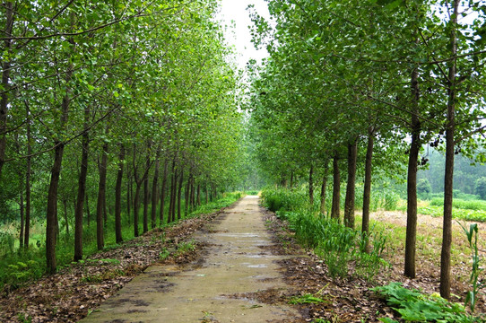 乡村道路