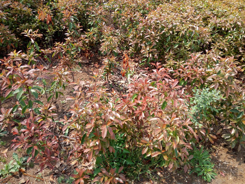 草