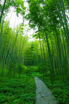 竹林小路