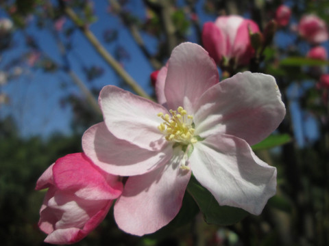 春天盛开粉色海棠花微距