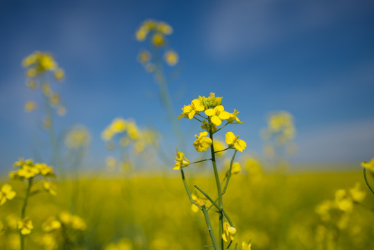 油菜花