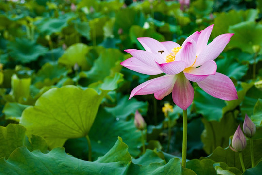 莲花彩色