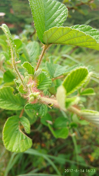 刺莓