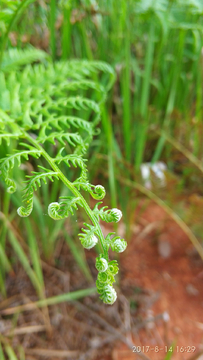 蕨菜
