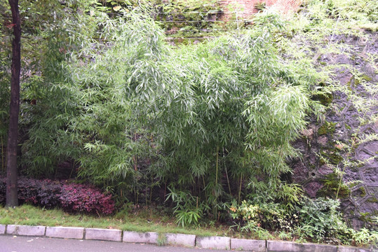 小区绿化