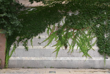 爬山虎群