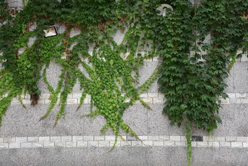 常春藤