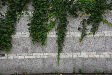 爬山虎素材