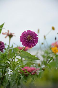 百日菊