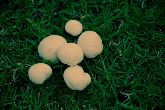 小蘑菇