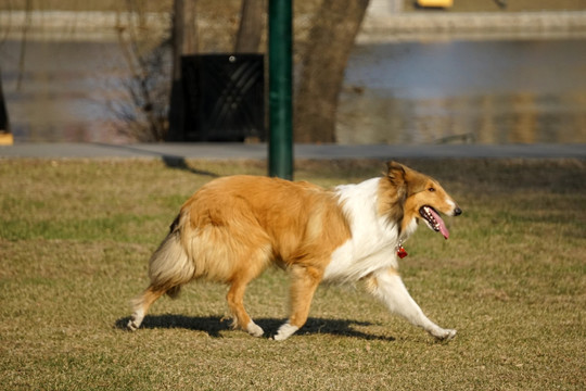 宠物 狗 牧羊犬