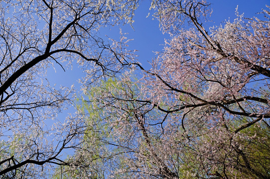 树上的春天
