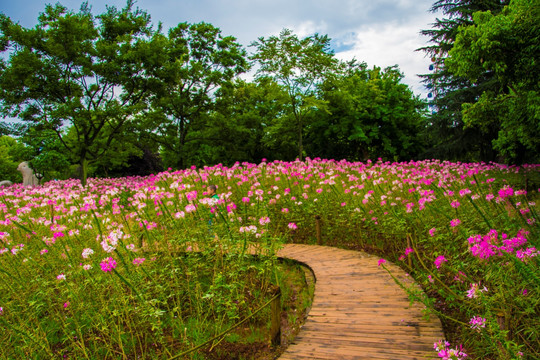 鲜花小路