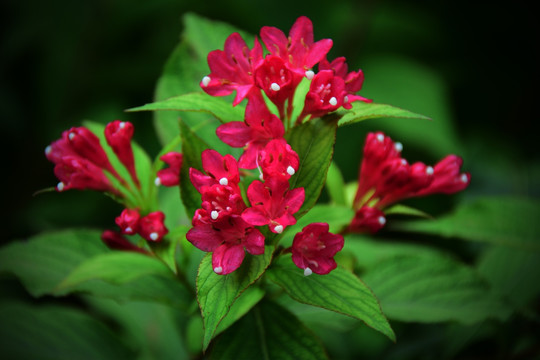 锦带花 五色海棠