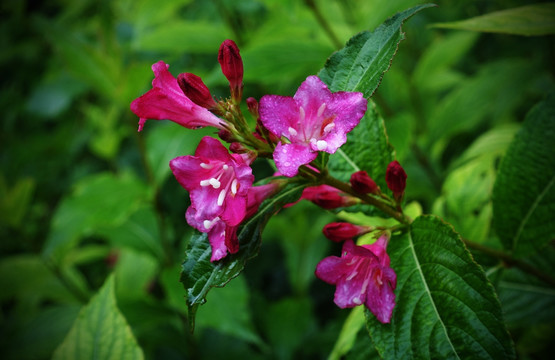 锦带花 五色海棠