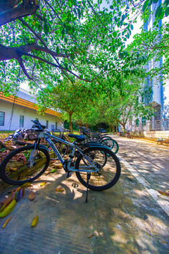惠州学院里的自行车