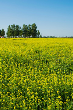 油菜花