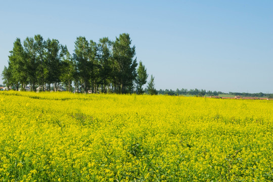 油菜花