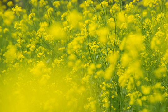 油菜花