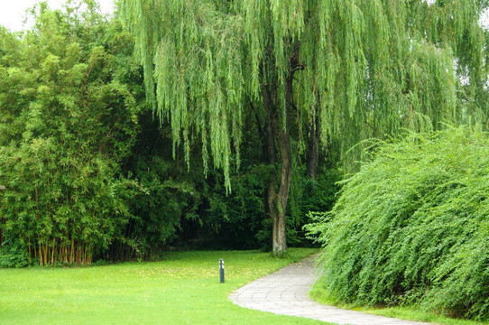 树林草地