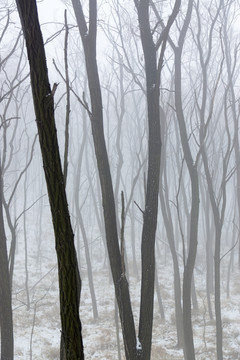 树林雾景