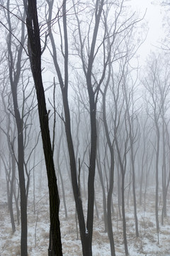 树林雾景