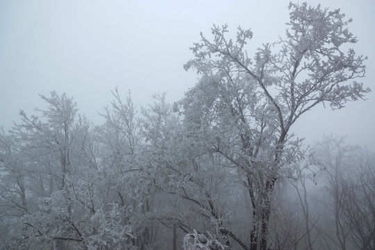 树枝雾景