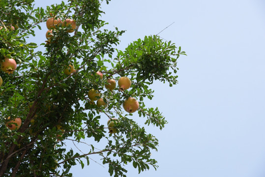 石榴树