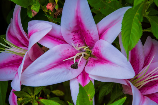 百合花