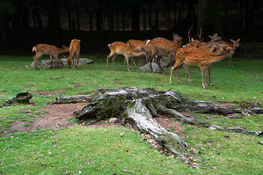 奈良公园的鹿群