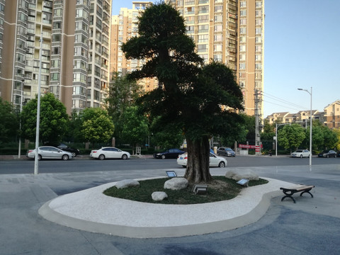 园区景观树