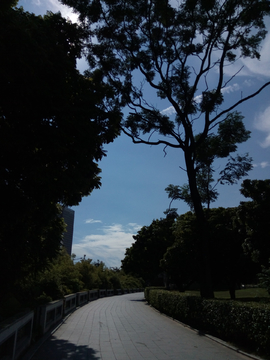 道路蓝天树木