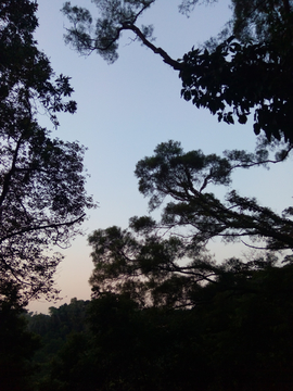树影黄昏