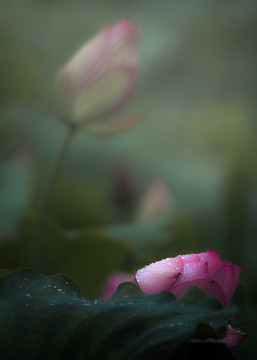 雨中荷