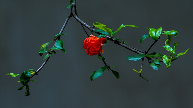 石榴花开