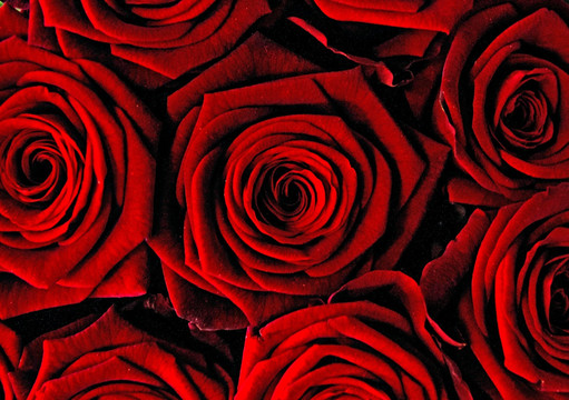 玫瑰花背景素材 红玫瑰背景
