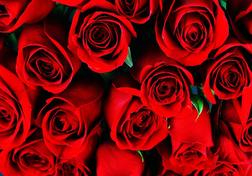 玫瑰花背景素材 红玫瑰背景
