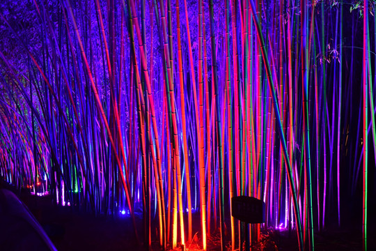 彩灯照射的竹林景观