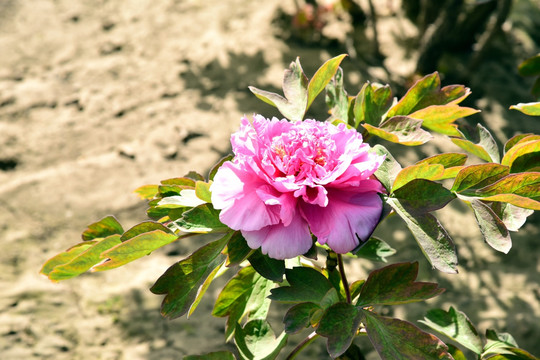 芍药花 牡丹花