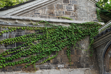 古镇墙上绿色植物
