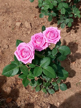 盛开的三朵粉色玫瑰