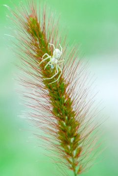 草上的蜘蛛