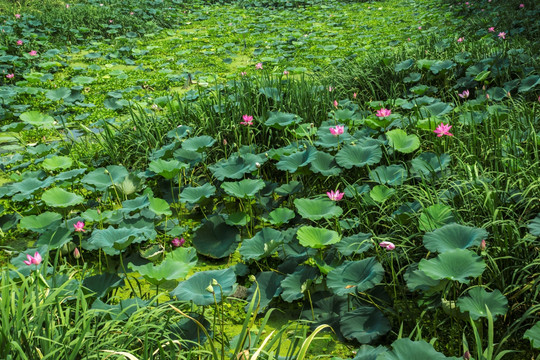 野荷花