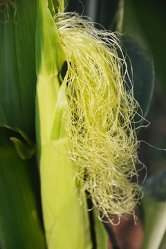 玉米花线