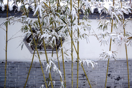 竹子白墙雪景