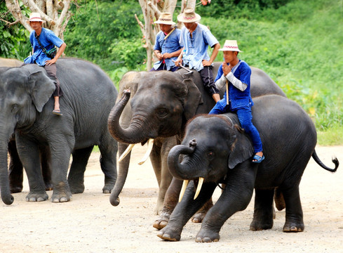大象表演和骑大象
