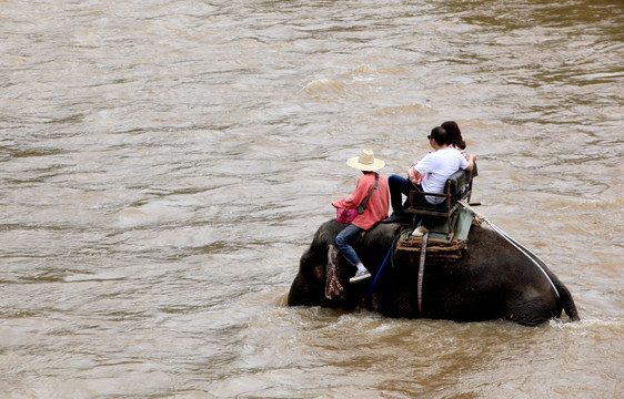 骑大象 过河